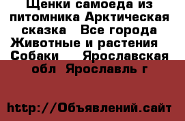 Щенки самоеда из питомника Арктическая сказка - Все города Животные и растения » Собаки   . Ярославская обл.,Ярославль г.